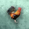 沐甜直播 
